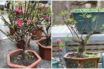 Cách phân biệt biết đào mini “gắn mác” đào Thất Thốn bán đầy chợ 