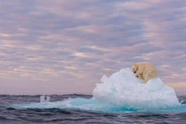 Bức ảnh gấu Bắc cực ngủ trên tảng băng báo động về biến đổi khí hậu