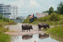 Hàng chục con heo kiếm ăn ở siêu dự án 6 tỷ USD