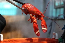 Trước khi rớt giá "chưa từng thấy", tôm hùm đắt đỏ thế nào?