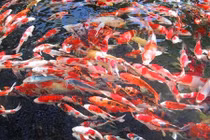 Bên trong thủ phủ cá Koi nổi tiếng nhất Nhật Bản