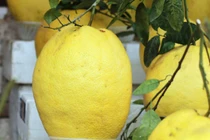 Tò mò bưởi khổng lồ 1 triệu đồng/quả hút khách dịp Tết 