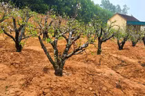 Những công việc “hái ra tiền” sau Tết Nguyên đán