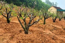 Những công việc “hái ra tiền” sau Tết Nguyên đán