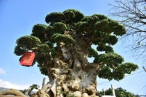 Ngắm duối cổ trăm tuổi đại gia chi 10 tỷ không mua nổi