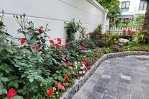Ngắm vườn hoa tươi rực rỡ trong biệt thự của Tuấn Hưng 