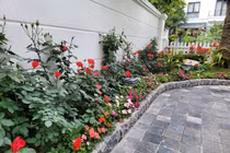 Ngắm vườn hoa tươi rực rỡ trong biệt thự của Tuấn Hưng 
