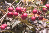 Những siêu quả đắt đỏ trồng thành công ở Việt Nam