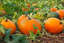 Ăn những thực phẩm màu vàng này còn quý hơn “nghìn viên thuốc bổ“