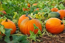 Ăn những thực phẩm màu vàng này còn quý hơn “nghìn viên thuốc bổ“