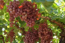 Đột nhập vườn nho Australia quảng bá xuất khẩu vào Việt Nam