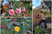 Cận cảnh khu vườn ngập hoa tươi của Hồ Lệ Thu ở Mỹ