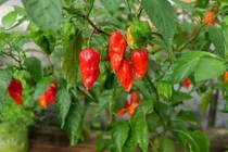 Tò mò giống ớt đặc sản nửa triệu đồng/kg vẫn tranh nhau mua