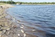 Cá chết hàng loạt ở hồ đập nghi do ô nhiễm nước xả thải từ trang trại lợn