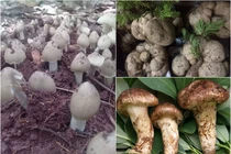 Loại nấm đắt đỏ mấy chục triệu/kg, nhà giàu Việt không ngại chi tiền mua