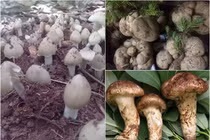 Loại nấm đắt đỏ mấy chục triệu/kg, nhà giàu Việt không ngại chi tiền mua