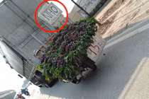 Sự thật "hãi hùng" nho Ninh Thuận 35.000 đồng/kg bán đầy đường