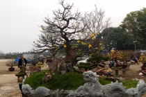 Cận Tết, lái buôn "hét giá" mai vàng từ trăm triệu tới hàng tỷ 1 cây