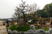 Cận Tết, lái buôn "hét giá" mai vàng từ trăm triệu tới hàng tỷ 1 cây