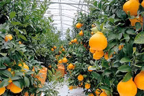 Đột nhập vườn cam lai quýt siêu đắt 300.000/quả