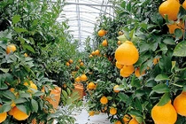 Đột nhập vườn cam lai quýt siêu đắt 300.000/quả