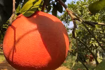 Bưởi đỏ tiến vua nửa triệu đồng/cặp “cháy hàng” dịp Tết 2025