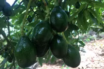 Xem người dân kiếm tiền dễ ợt từ cây bơ