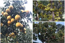 Sững sờ loạt cây “vỡ kế hoạch” siêu độc của nông dân Việt 