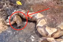 Những động có thể sống sau khi bị chặt đầu, con người mức thấp nhất