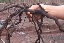 Tiết lộ về nông sản mới nhất thương lái đang tận thu