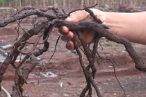 Tiết lộ về nông sản mới nhất thương lái đang tận thu