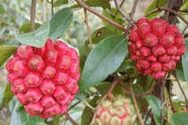 Na rừng có màu sắc lạ, không ăn chỉ để ngâm rượu giá "ngất ngưởng"