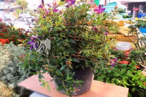 Mê tít những chậu cây sim tím làm cảnh tuyệt đẹp