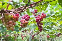 Đột nhập nông trại nho trĩu quả ngay giữa Thủ đô cực hút khách