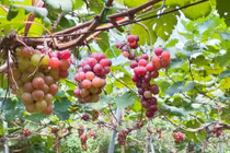 Đột nhập nông trại nho trĩu quả ngay giữa Thủ đô cực hút khách