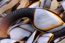 “Ốc ngón tay quỷ” nhìn ghê sợ nhưng chỉ nhà giàu mới dám ăn