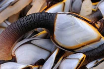 “Ốc ngón tay quỷ” nhìn ghê sợ nhưng chỉ nhà giàu mới dám ăn