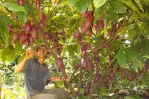 Mãn nhãn những vườn ca cao ngon nhất thế giới ở Việt Nam