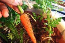 4 loại rau củ tí hon thích hợp trồng trong nhà phố 