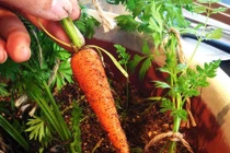 4 loại rau củ tí hon thích hợp trồng trong nhà phố 