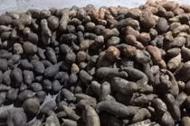 Sâm khoai xấu xí, giá “bèo” gây sốt ở Hà Nội