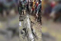 Indonesia: Bắt cá sấu khủng 7m chuyên rình người ở sông, rạch bụng thấy cảnh đau lòng