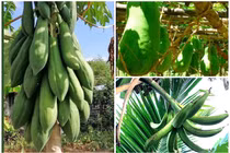 3 loại quả khổng lồ “hái ra tiền” ở Việt Nam