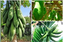 3 loại quả khổng lồ “hái ra tiền” ở Việt Nam