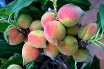 Ngỡ ngàng vườn đào thất thốn tuyệt đẹp trên sân thượng nhà phố