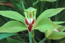 Khu vườn "huyền thoại" ở Lào Cai, mỗi năm chỉ thu 1 lần 20 tỷ