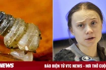 Ốc sên siêu nhỏ mới phát hiện được đặt tên theo Greta Thunberg