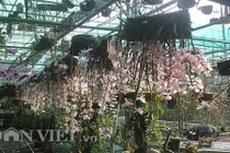 Ngắm 1.000 giò hoàng thảo “hờn, ghen” của “soái ca” bị vợ cấm chơi lan