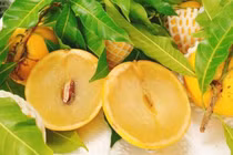 Quả dại mọc hoang là báu vật, giá gần 700.000 đồng/kg