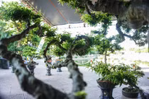 Ngắm mai chiếu thủy trăm tuổi, đại gia chỉ biết “ước“